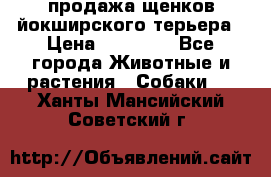 продажа щенков йокширского терьера › Цена ­ 25 000 - Все города Животные и растения » Собаки   . Ханты-Мансийский,Советский г.